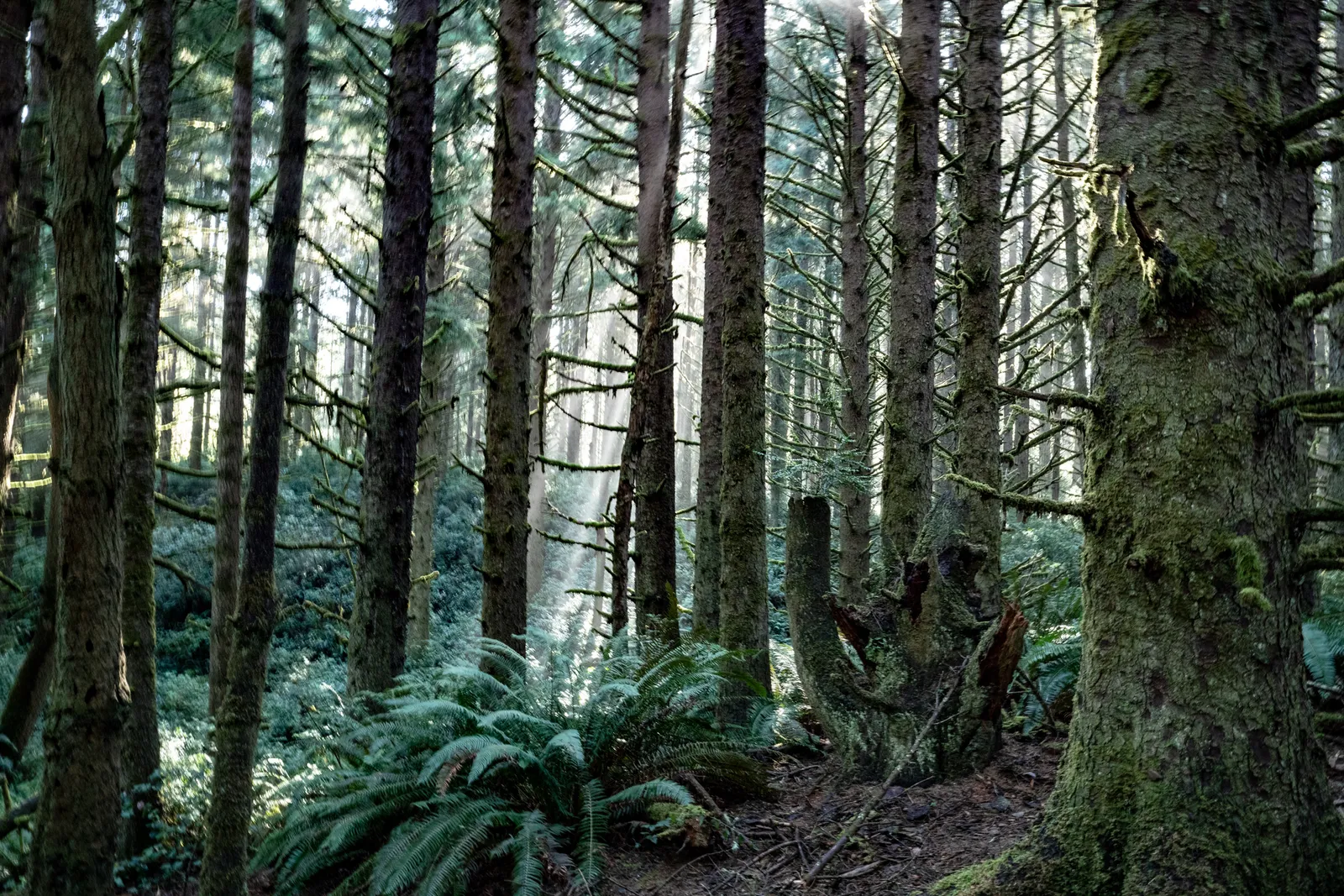 Pacific Northwest forest — tall conifers with light filtering through